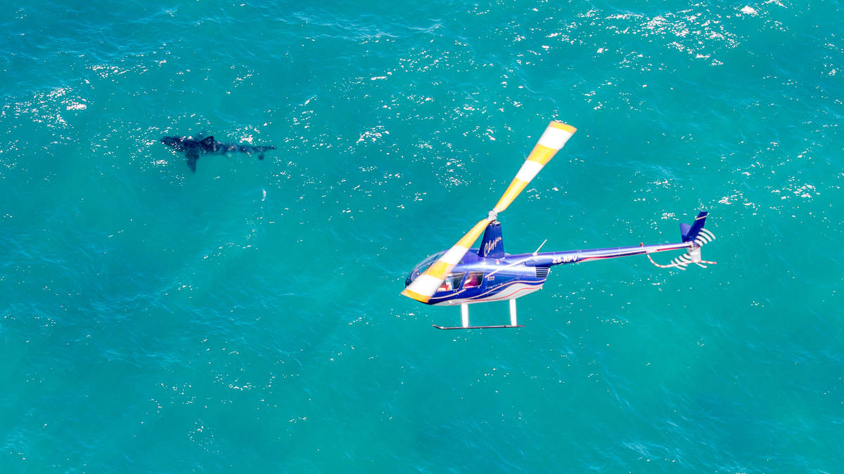 Helicopter flying over Great White